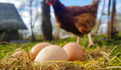 Yumurta İhracatında Yeni Fon Kesintisi Uygulaması