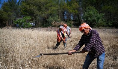 5 tonluk buğday yerel üreticiye nefes olacak