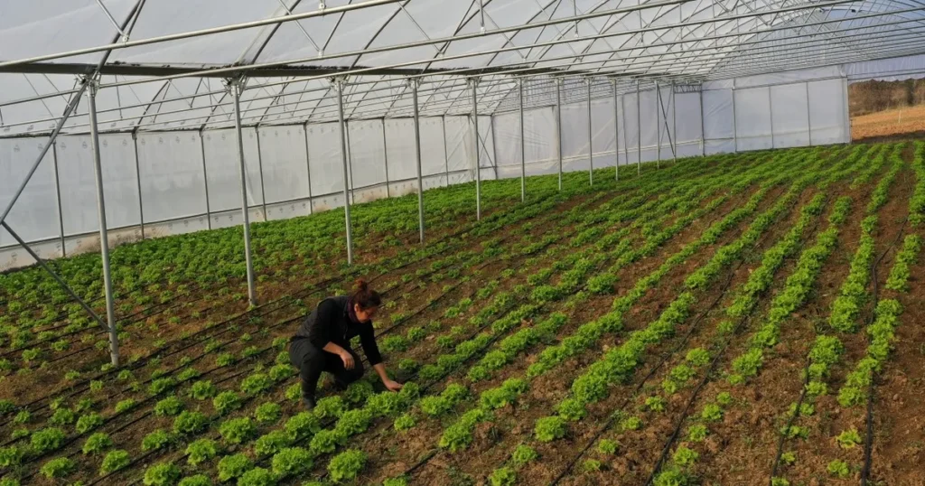 Kocaeli Büyükşehir’den çiftçilere modern sera desteği