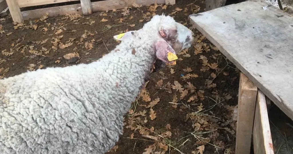 Bilecik Pazaryeri’nde çiftçiyi üzen olay!