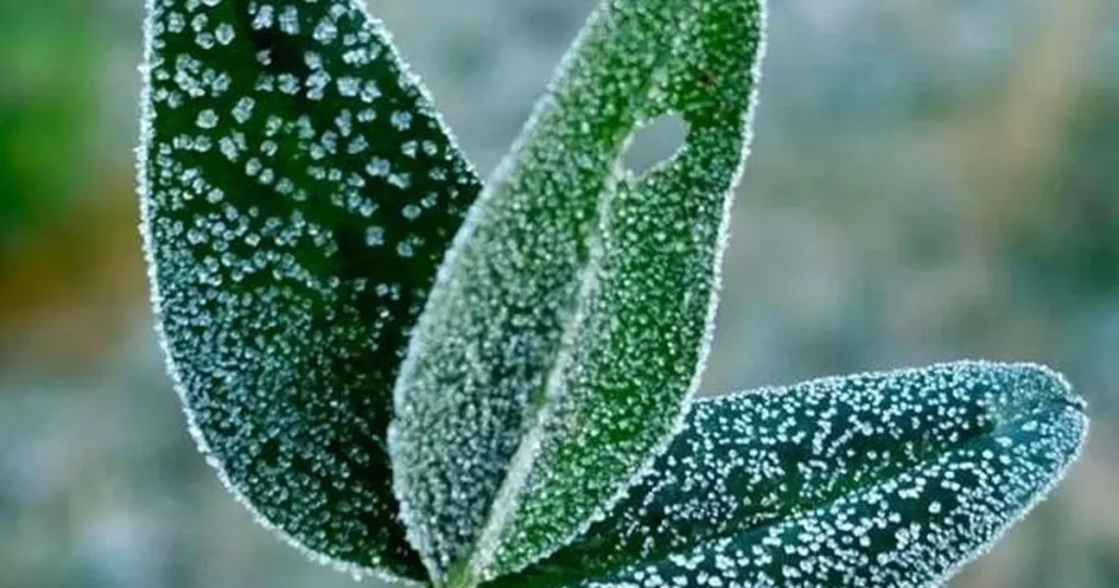 Zirai dondan etkilenen üreticilere 707 milyon TL destek