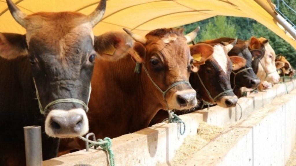 Büyükbaş ve küçükbaş hayvan sayısı arttı