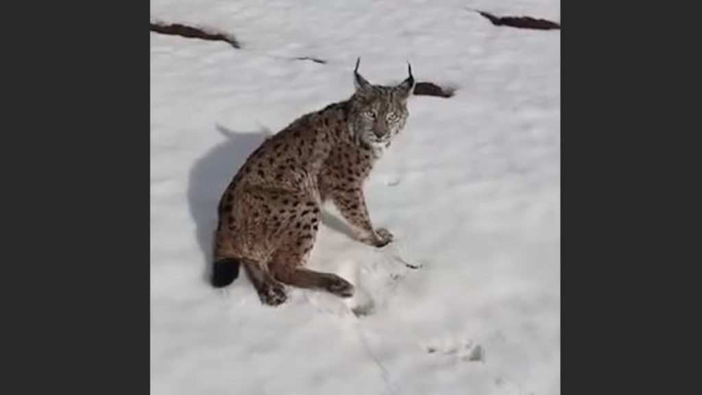 TIR sürücüsü kurtardı: ‘Hayvanları da düşünelim’