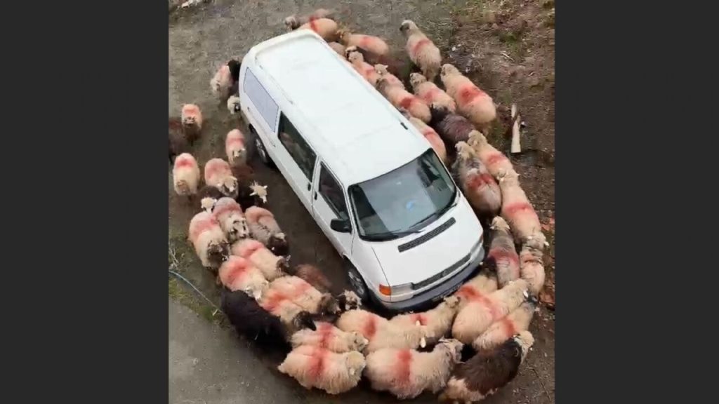 Trabzon’dan ilginç görüntüler