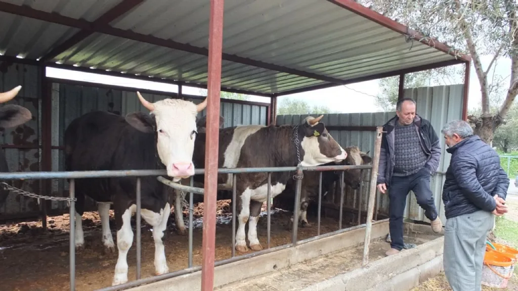 Kurbanlık satışları başladı! İşte bu yılki kurbanlık fiyatları