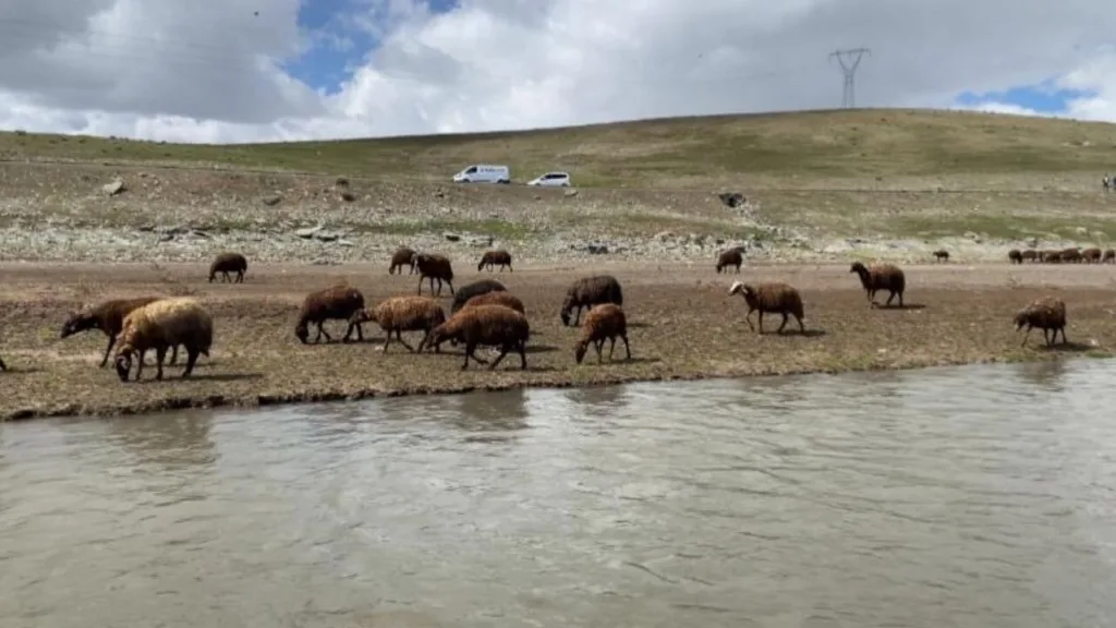 120 bin lira maaşa çoban bulunamıyor