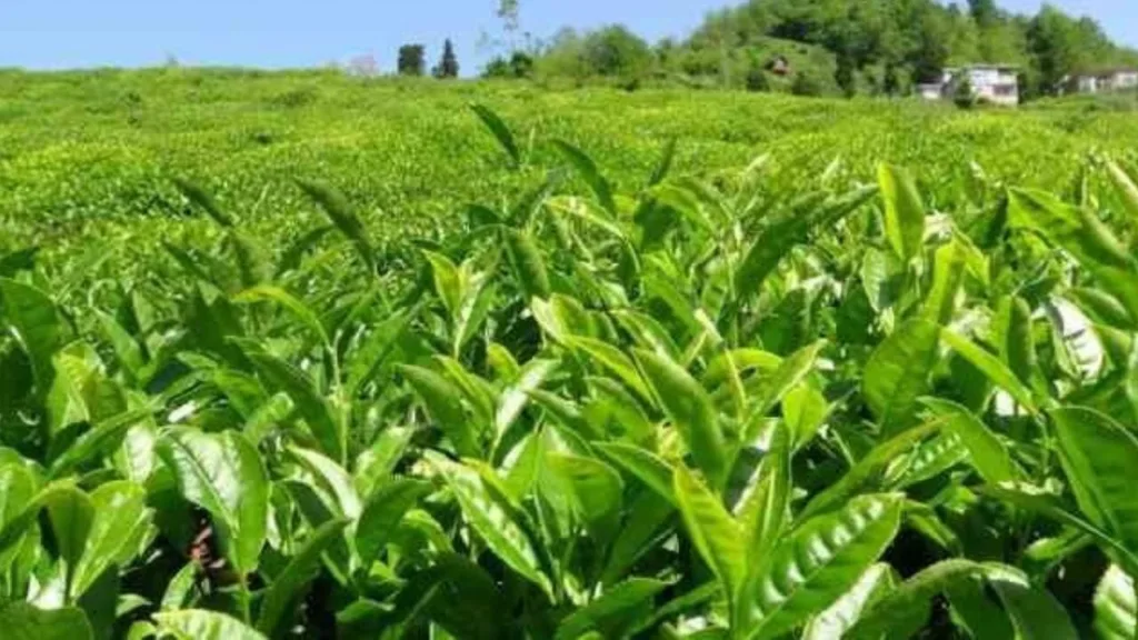 Of Ziraat Odası’ndan yaş çay için 35+3 TL fiyat talebi