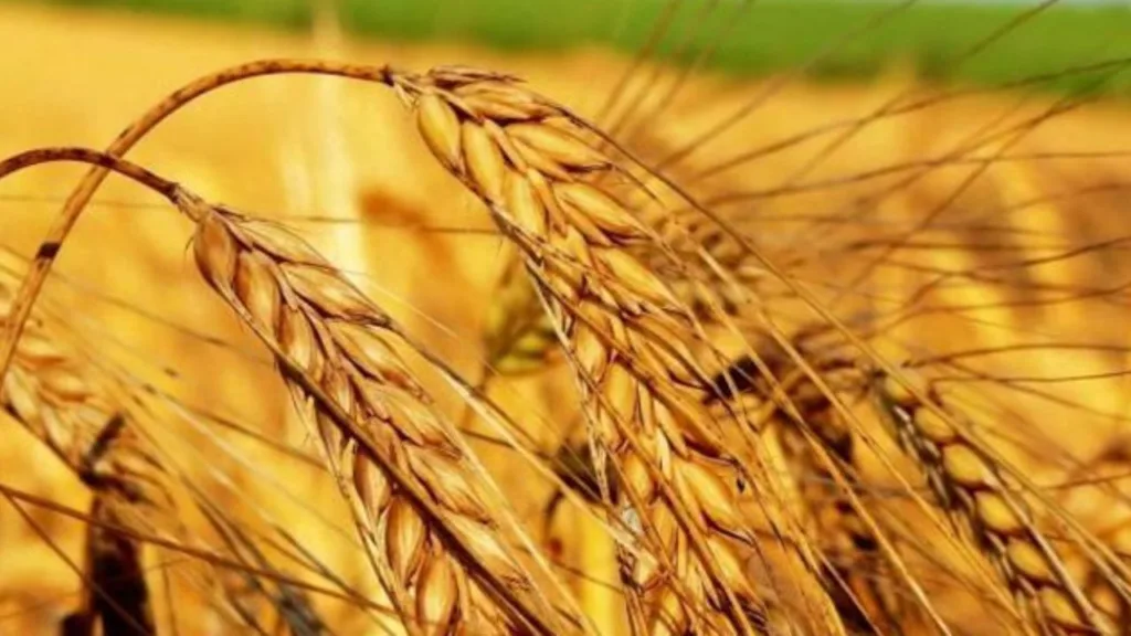 Tarım-ÜFE yıllık yüzde belli oldu