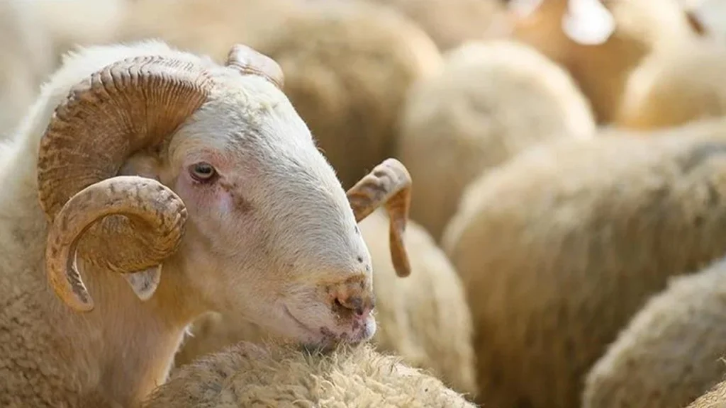 Kurban ne zamana kadar kesilir, vakti var mı? İşte detaylar