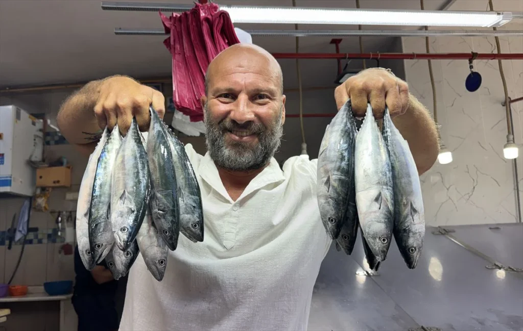 Palamut sezonu bereketli geçecek: Sinop’ta tezgâhlar 150 liradan açıldı