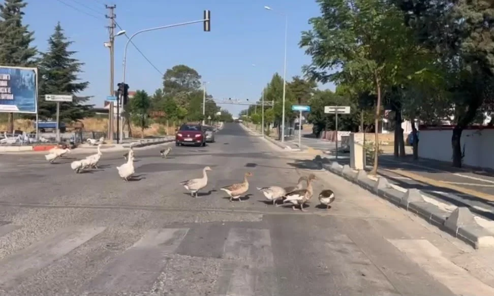 Sürücüler korna yerine yol verdi! Tekirdağ’da renkli görüntüler